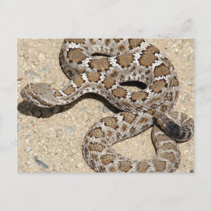 Juvenille Black RattleSnake Postcard