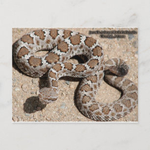 Juvenille Black RattleSnake Postcard