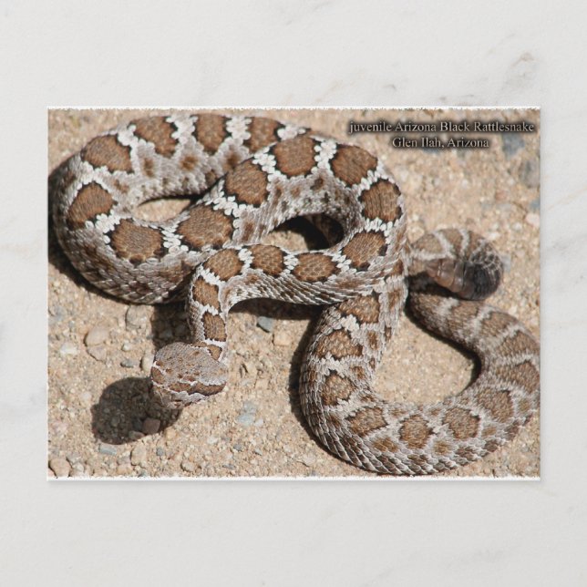 Juvenille Black RattleSnake Postcard (Front)