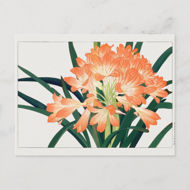 Kaffir lily by Tanigami Konan Postcard (Front)