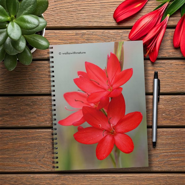 Kaffir Lily / River Lily / Hesperantha Coccinea Spiral Notebook (River Lily Hesperantha Coccinea Journal Cover Photo)
