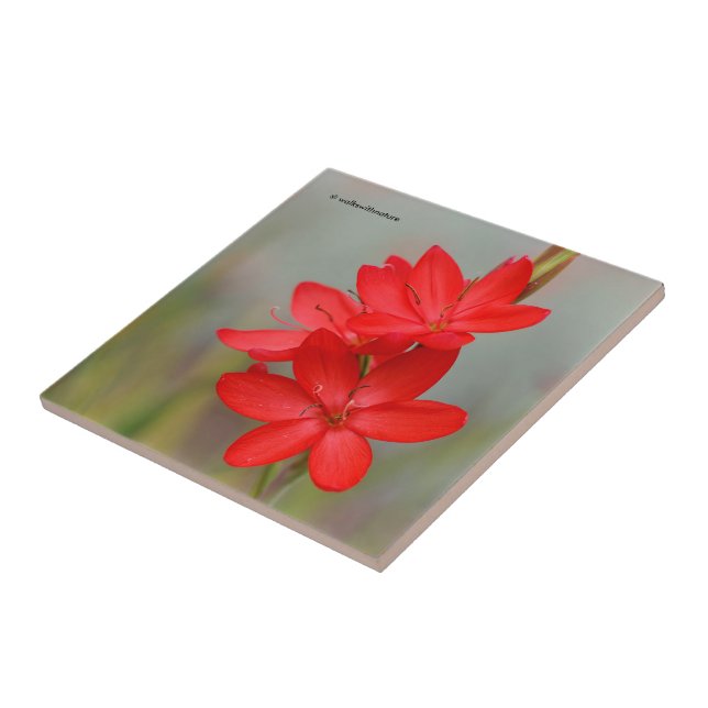 Kaffir Lily / River Lily / Hesperantha Coccinea Tile (Side)