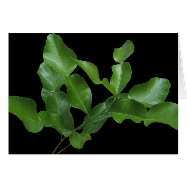 Kaffir Lime Leaves (Front Horizontal)