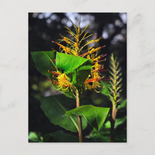 Kahili Ginger Postcard