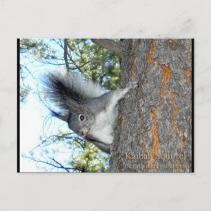 Kaibab Squirrel (Sciurus aberti kaibabensis) Postcard