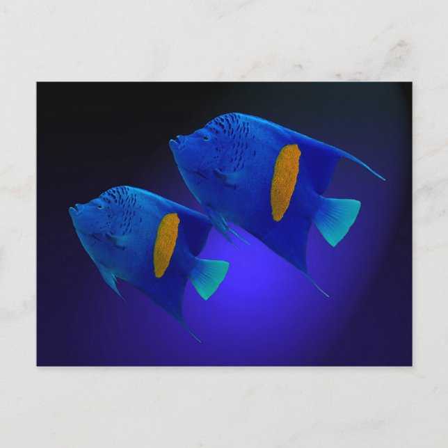 Kaiserfischpaar Postcard (Front)