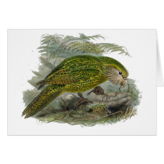 Kakapo Green Owl Parrot, Rare Bird Illustration (Front Horizontal)