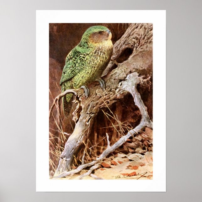 Kakapo Poster (Front)