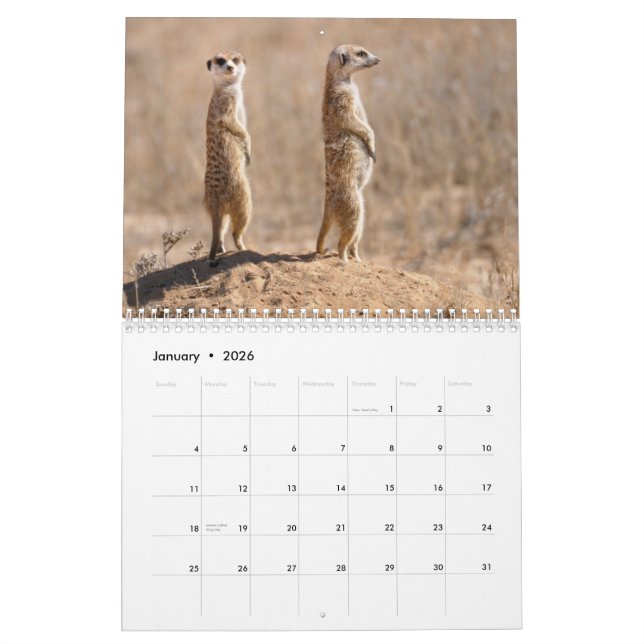Kalahari! Calendar Mammals of Kgalagadi (Jan 2026)