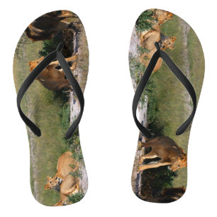 Kalahari Desert Lions Flip Flops
