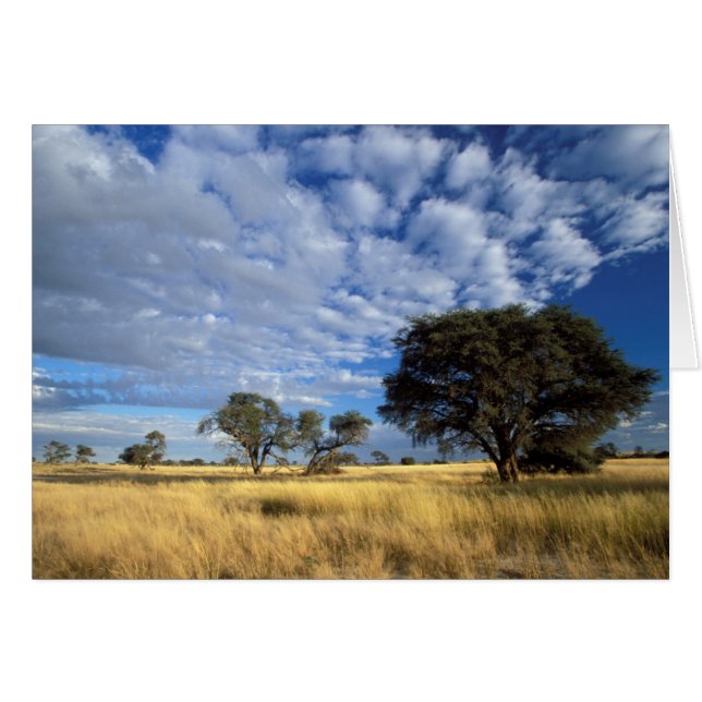 Kalahari Desert Scene, Kgalagadi Transfrontier (Front Horizontal)