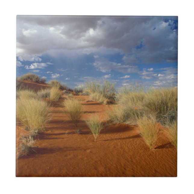 Kalahari Desert Scene, Kgalagadi Transfrontier 2 Tile (Front)