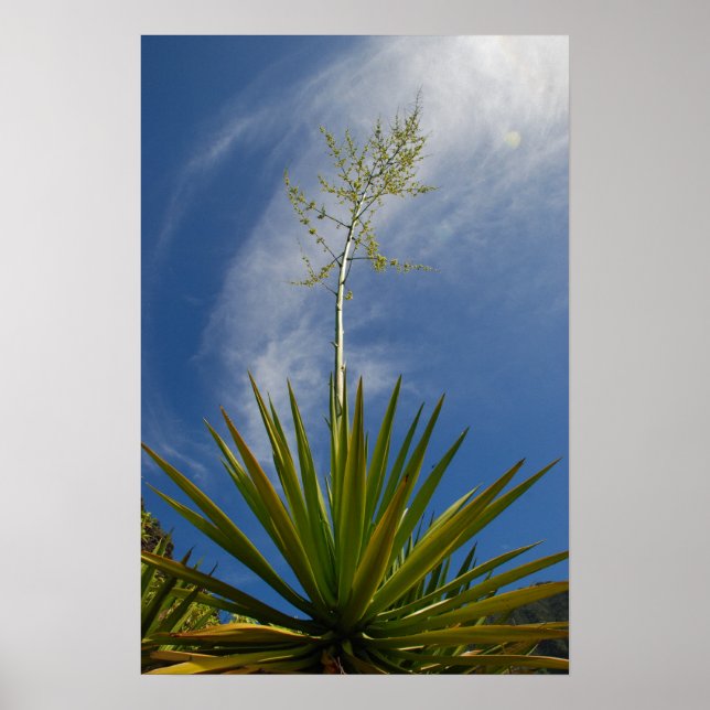 Kalalau Cactus Canvas Print (Front)