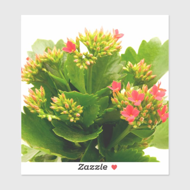 Kalanchoe blossfeldiana (Sheet)