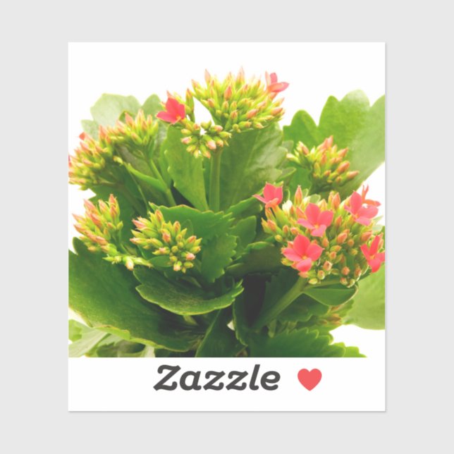 Kalanchoe blossfeldiana (Sheet)