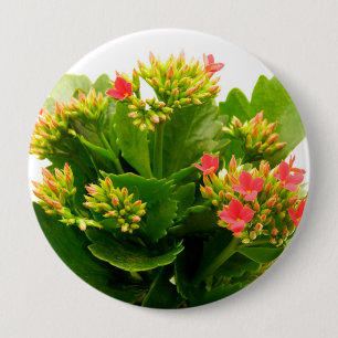 Kalanchoe blossfeldiana 10 cm round badge