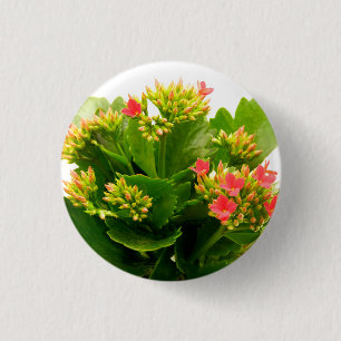 Kalanchoe blossfeldiana 3 cm round badge