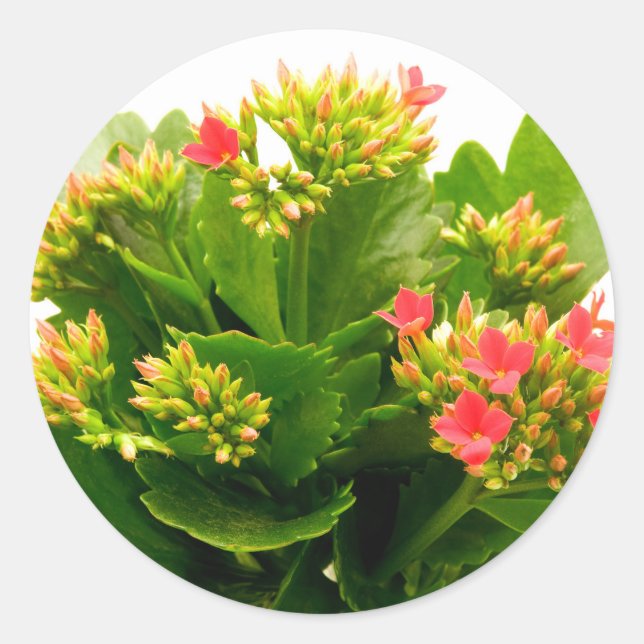 Kalanchoe blossfeldiana classic round sticker (Front)