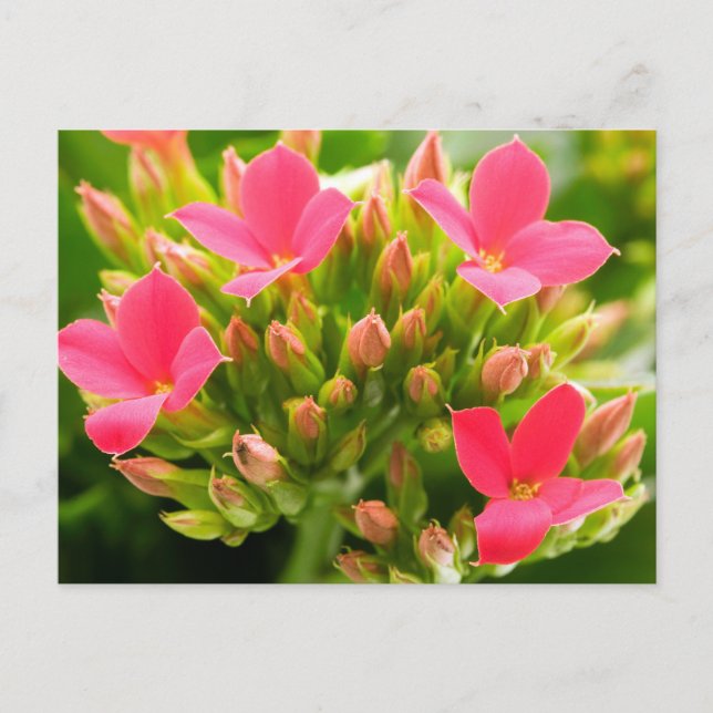 Kalanchoe blossfeldiana postcard (Front)
