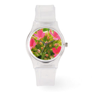 Kalanchoe blossfeldiana watch