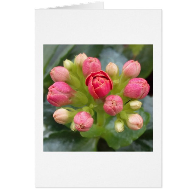 Kalanchoe Buds (Front)