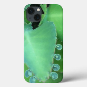 Kalanchoe iPhone 13 Case