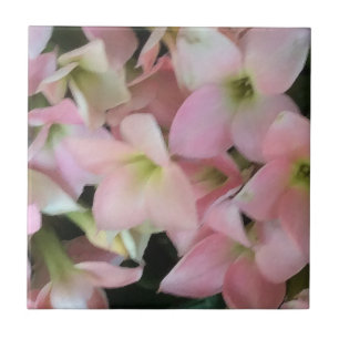 Kalanchoe Flowers Tile