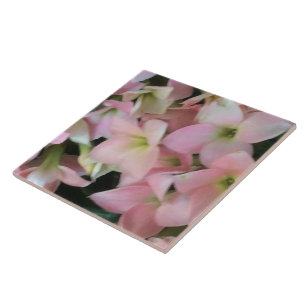 Kalanchoe Flowers Tile