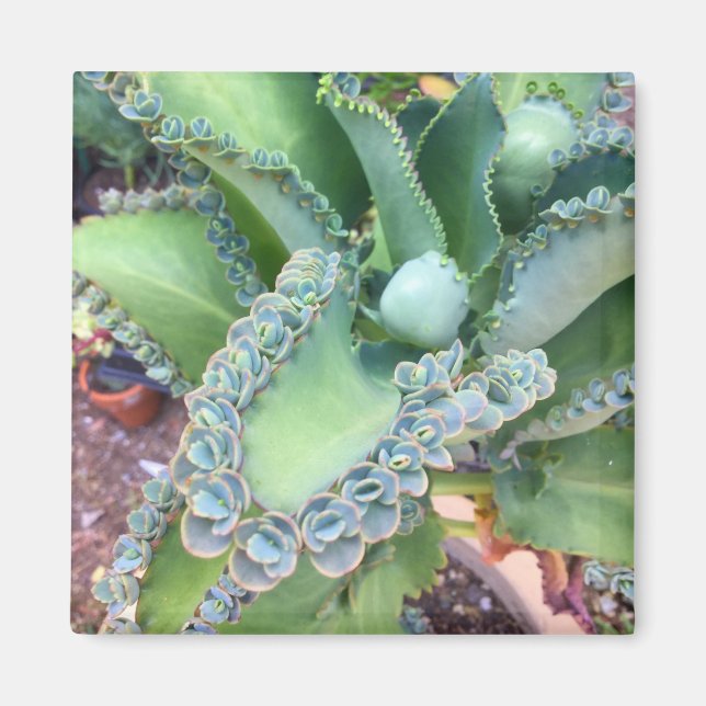 Kalanchoe Magnet (Front)