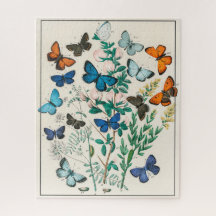 Kaleidoscope of Fluttering Butterflies Kirby