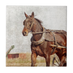 Kalona, Iowa Amish Horse and Buggy Tile