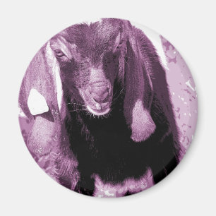 Kalvin 2 magnet