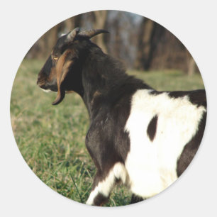 Kalvin Classic Round Sticker