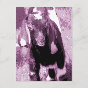 Kalvin in Purple Postcard
