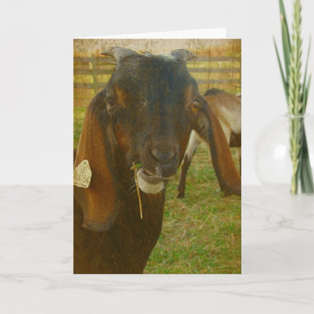 Kalvin Says Hello Card (Front)