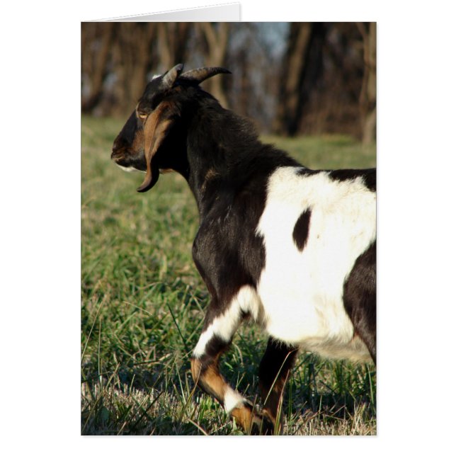 Kalvin the Goat All Occasions Greeting Card (Front)