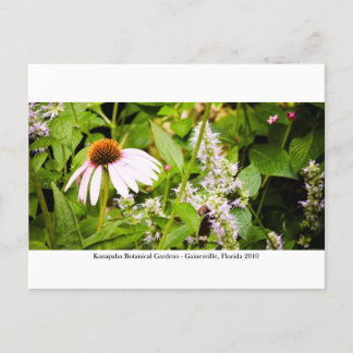 Kanapaha Gardens - Gainesville 013 Postcard