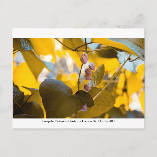 Kanapaha Gardens - Gainesville 015 Postcard (Front)