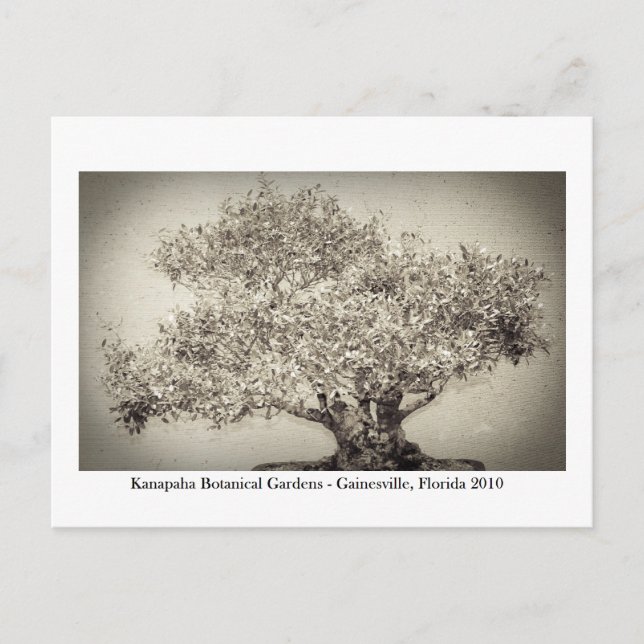 Kanapaha Gardens - Gainesville 017 Postcard (Front)