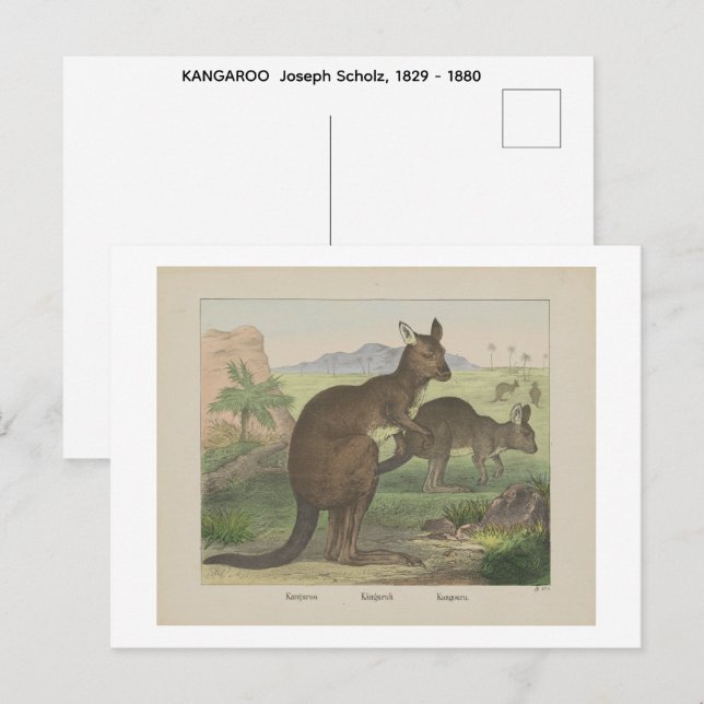 KANAROO  Joseph Scholz, 1829 - 1880   Postcard (Front/Back)
