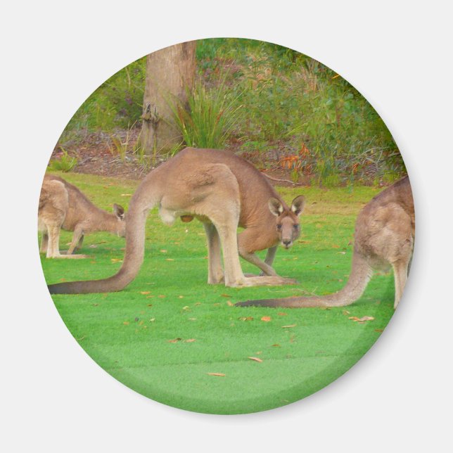 kanga magnet (Front)