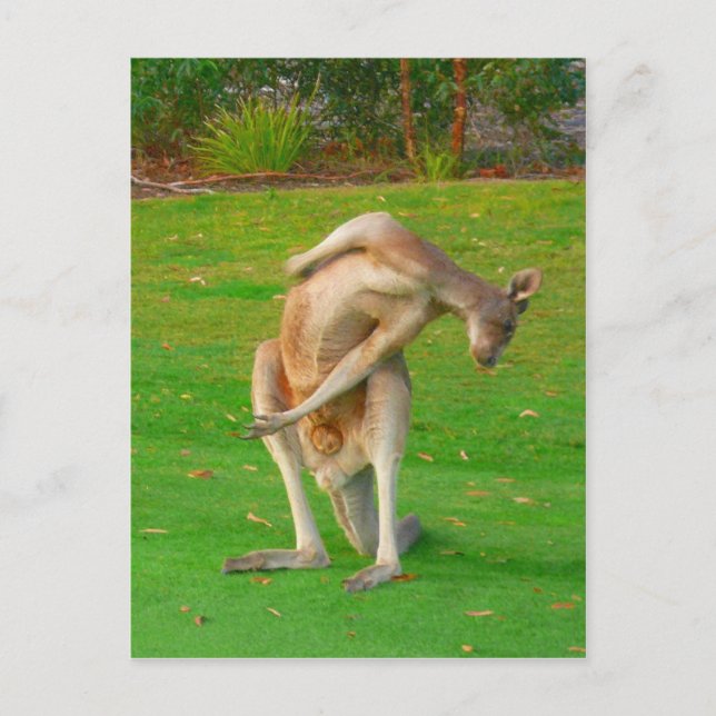 kanga postcard (Front)