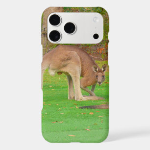 kangaroo
