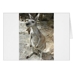 KANGAROO
