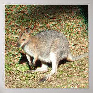 Kangaroo 3D Anaglyph Poster