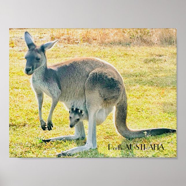 Kangaroo and Baby Poster (Front)