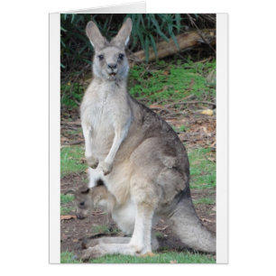 Kangaroo and Joey