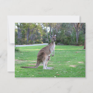 Kangaroo and Joey