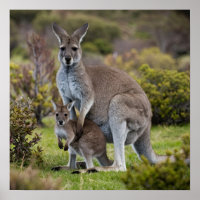 Kangaroo and Joey