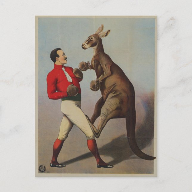 Kangaroo boxing sideshow postcard (Front)